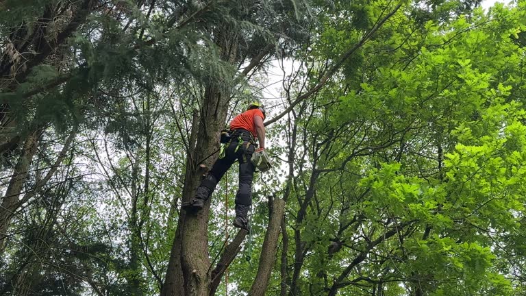 Best Tree Risk Assessment  in Gibbstown, NJ